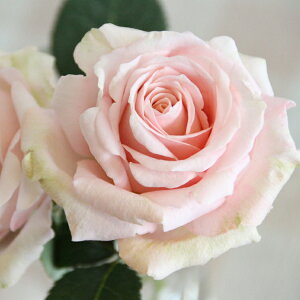 ~joy֌nzvZXEIuECtBjeBi4j ~joc lG炫 oc Ԓd  o KN ~jo  K[fjO o A