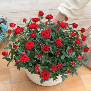 yH\̔115zX̃o̔A  GR_t@50Z`̑唗́@av[g LO  a  c Mtg  җj  ސEj j