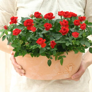 X̃o̔A ԐFIׂ  fC[[Y av[g LO  a  c Mtg  җj  ސEj j  N ʉ  j  