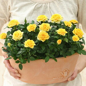 X̃o̔A ԐFIׂ  fC[[Y av[g LO  a  c Mtg  җj  ސEj j  N ʉ  j  