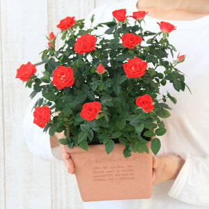 X̃o̔A ԐFIׂ  GRXNGA av[g LO  a  c Mtg  p  ސEj j  N ʉ  j  