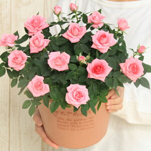 X̃o̔A ԐFIׂ  GRT[N@av[g LO  a  c Mtg  җj  ސEj j  N ʉ  j 