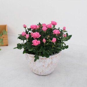 X̃o̔A ԐFIׂ VK[E{E@av[g LO  a  c Mtg  җj  ސEj j  N ʉ  j  A