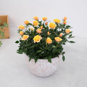 X̃o̔A ԐFIׂ VK[E{E@av[g LO  a  c Mtg  җj  ސEj j  N ʉ  j  A