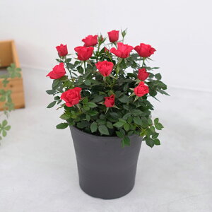 X̃o̔A ԐFIׂ  gDW[ av[g LO  a  c Mtg  җj  ސEj j  N ʉ  j  