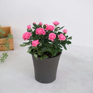 X̃o̔A ԐFIׂ  gDW[ av[g LO  a  c Mtg  җj  ސEj j  N ʉ  j  