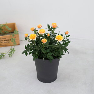 X̃o̔A ԐFIׂ  gDW[ av[g LO  a  c Mtg  җj  ސEj j  N ʉ  j  