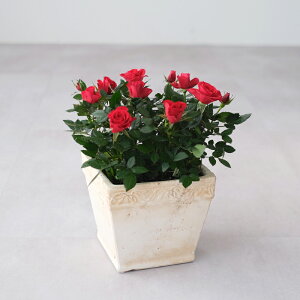 X̃o̔A ԐFIׂ  G[XNGA av[g LO  a  c Mtg  җj  ސEj j  N ʉ  j 