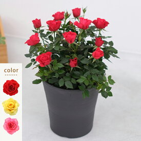 ＜専門店のバラの鉢植え＞ 花色が選べる 送料無料 トゥジュール 誕生日プレゼント 結婚記念日 女性 誕生日 母 祖母 ギフト 花 還暦祝い 生花 退職祝い 男性 父 定年 送別会 結婚 お祝い 妻 鉢植え 寄植え 新築祝い 四季咲き 花鉢 バラ ミニバラ