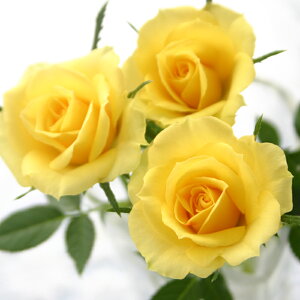 X̃o̔A ԐFIׂ VK[E[W@av[g LO  a  c Mtg  җj  ސEj j  N ʉ  j  A