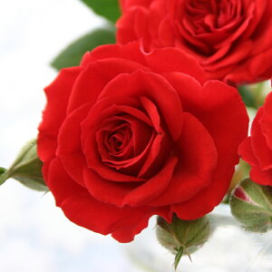 X̃o̔A ԐFIׂ VK[E[W@av[g LO  a  c Mtg  җj  ސEj j  N ʉ  j  A