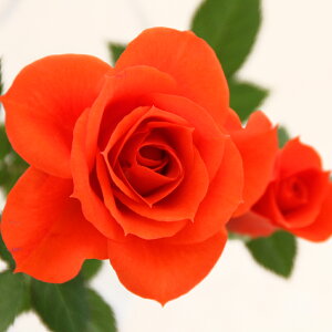 ͂y~joczlG炫 oc Ԓd  o KN ~jo  K[fjO o A