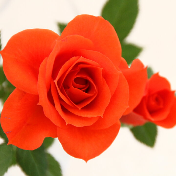 楽天市場 はれるや 3 5号 ミニバラ苗 四季咲き バラ苗 花壇 花 バラ 薔薇 ミニバラ 種類 ガーデニング バラ 鉢植え ミニバラ専門店 セントラルローズ 楽天市場 はれるや 3 5号 ミニバラ苗 四季咲き バラ苗 花壇 花 バラ 薔薇 ミニバラ 種類 ガーデニング バラ 鉢植え ミニバラ専門店 セントラルローズ