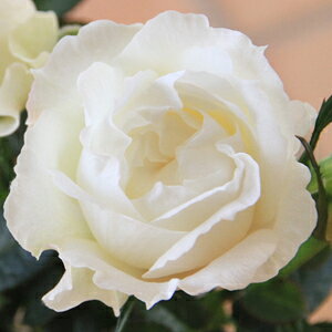 ӂy~joczlG炫 oc Ԓd  o KN ~jo  K[fjO o A