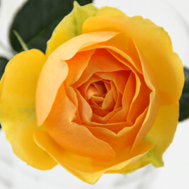 楽天市場 新品種 大輪系 インフィニティ ゴールド 4号 ミニバラ苗 四季咲き バラ苗 花壇 花 バラ 薔薇 ミニバラ 種類 ガーデニング バラ 鉢植え ミニバラ専門店 セントラルローズ