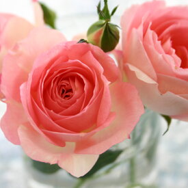 チュチュ・オプティマ【ミニバラ苗】四季咲き バラ苗 花壇 花 バラ 薔薇 ミニバラ 種類 ガーデニング バラ 鉢植え