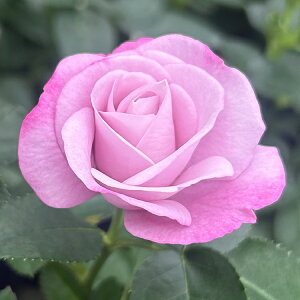 ~jo  S Ƃ߂ i4j ~joc lG炫 oc Ԓd  o KN ~jo  K[fjO o A