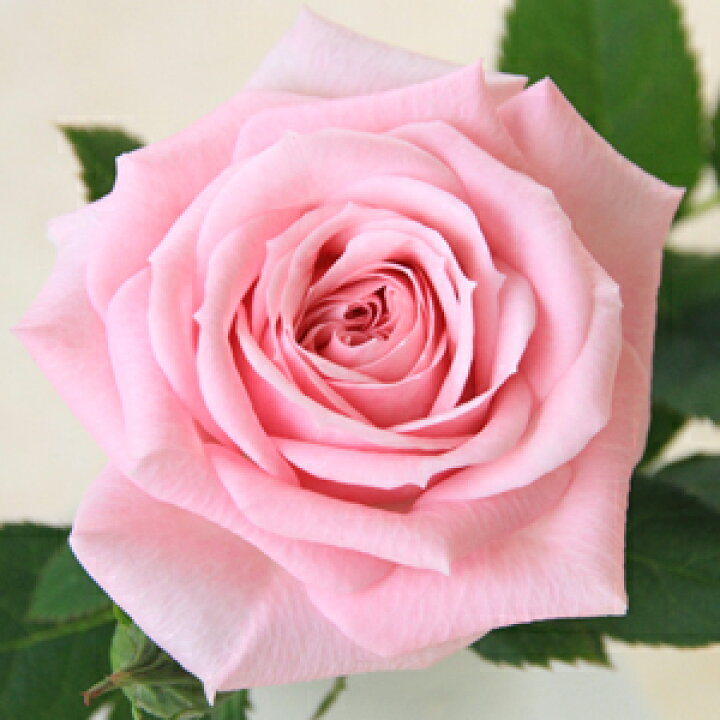 楽天市場 セントラル ソフィーナ 3 5号 ミニバラ苗 バラ苗 四季咲き 花壇 花 バラ 薔薇 ミニバラ 種類 ガーデニング バラ 鉢植え ミニバラ専門店 セントラルローズ