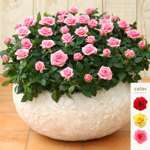 バラ 寄せ植え 鉢 生花の人気商品 通販 価格比較 価格 Com