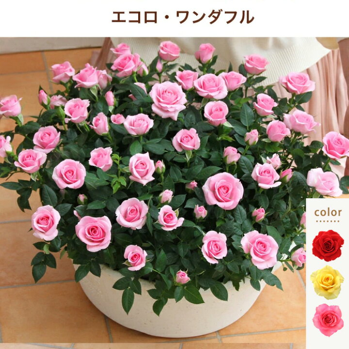 楽天市場 専門店のバラの鉢植え 送料無料 エコロワンダフル 約50センチの大迫力 誕生日プレゼント 結婚記念日 女性 誕生日 母 祖母 ギフト 花 還暦祝い 生花 退職祝い 男性 父 定年 送別会 結婚 お祝い 妻 鉢植え 寄植え 新築祝い 四季咲き 花鉢 バラ ミニバラ あす楽