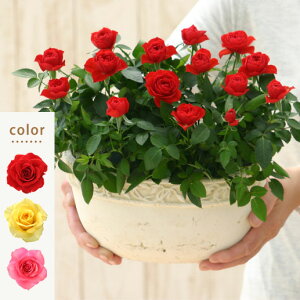 バラ 鉢植え ギフトの人気商品 通販 価格比較 価格 Com