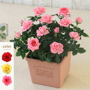 ＜専門店のバラの鉢植え＞ 花色が選べる 送料無料 エコロスクエア 誕生日プレゼント 結婚記念日 女性 誕生日 母 祖母 ギフト 花 自宅用 生花 退職祝い 男性 父 定年 送別会 結婚 お祝い 妻 鉢植え 寄植え 新築祝い 四季咲き 花鉢 バラ ミニバラ