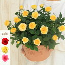 ＜専門店のバラの鉢植え＞ 花色が選べる 送料無料 エコロサークル　誕生日プレゼント 結婚記念日 女性 誕生日 母 祖母 ギフト 花 還暦祝い 生花 退職祝い 男性 父 定年 送別会 結婚 お祝い 妻 鉢植え 寄植え 新築祝い 四季咲き 花鉢 バラ ミニバラ