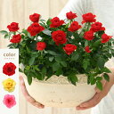 ＜専門店のバラの鉢植え＞ 花色が選べる 送料無料 リエール・オーバル 誕生日プレゼント 結婚記念日 女性 誕生日 母 祖母 ギフト 花 還暦祝い 生花 退職祝い 男性 父 定年 送別会 結婚 お祝い 妻 鉢植え 寄植え 新築祝い 四季咲き 花鉢 ミニバラ