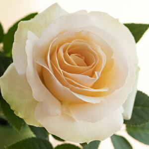 ~joy֌nzThoNXTZbgEtH[Go[i4j ~joc lG炫 oc Ԓd  o KN ~jo  K[fjO o A