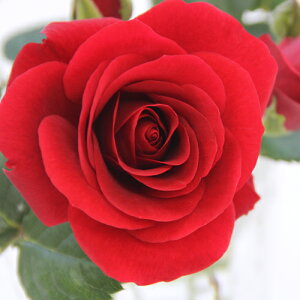 ~joy֌nz}eBEtH[Go[i4j ~joc lG炫 oc Ԓd  o KN ~jo  K[fjO o A