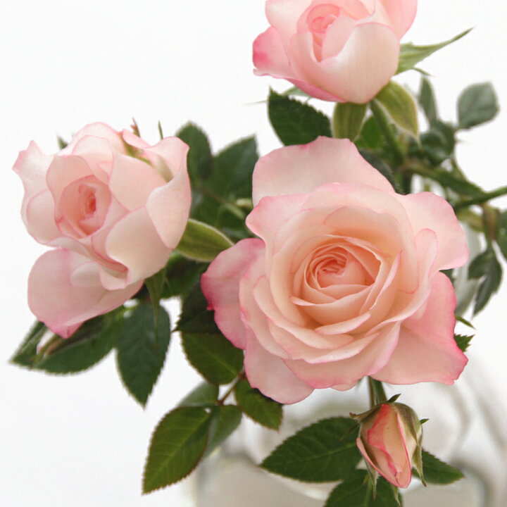 楽天市場 ラブリープリンセス オプティマ 3 5号 ミニバラ苗 バラ苗 四季咲き 花壇 花 バラ 薔薇 ミニバラ 種類 ガーデニング バラ 鉢植え ミニバラ専門店 セントラルローズ 楽天市場 ラブリープリンセス オプティマ 3 5号 ミニバラ苗 バラ苗 四季咲き 花壇 花 バラ 薔薇 ミニバラ 種類 ガーデニング バラ 鉢植え ミニバラ専門店 セントラルローズ