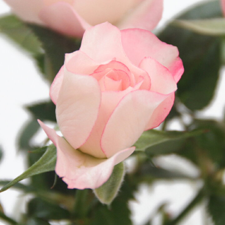 楽天市場 ラブリープリンセス オプティマ 3 5号 ミニバラ苗 バラ苗 四季咲き 花壇 花 バラ 薔薇 ミニバラ 種類 ガーデニング バラ 鉢植え ミニバラ専門店 セントラルローズ