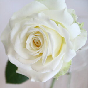 ~joy֌nzCtBjeBEzCg{[i4j ~joc lG炫 oc Ԓd  o KN ~jo  K[fjO o A