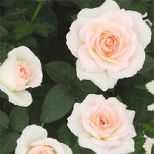 苗 ミニバラの人気商品 通販 価格比較 価格 Com