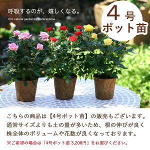 yVLO1ʊlI Rɂ₳ ~jo3Zbg  o A lG炫 ꂳ ̂ ԕc  蕨 c 񂹐A t[  Ԓd    a