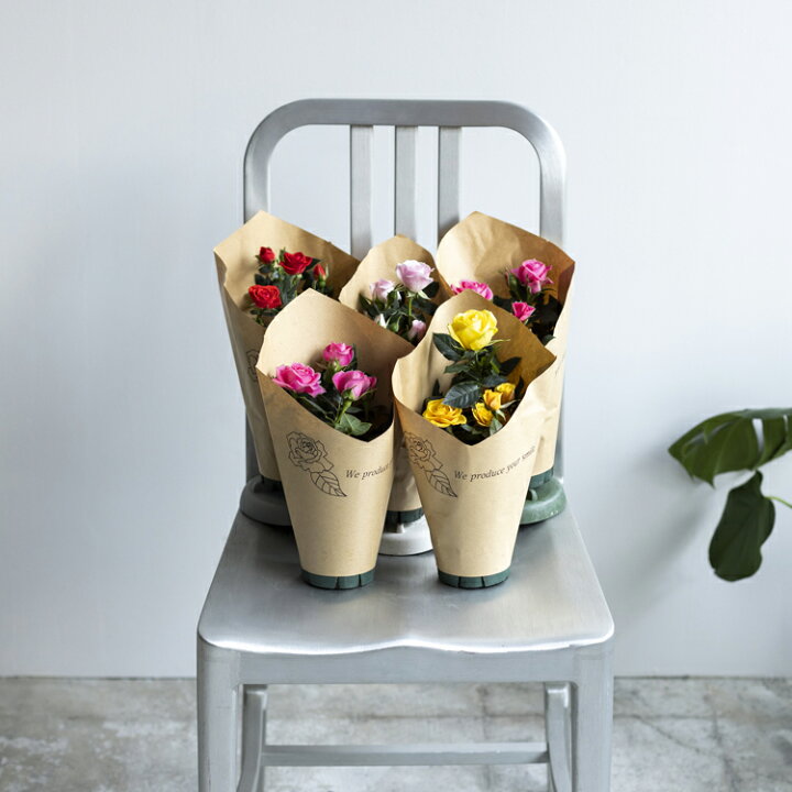 楽天市場 専門店のバラ ミニバラ5鉢セット お礼 サンクスローズ 送料無料 サンクスフラワー バレンタイン 女性 誕生日 母 祖母 ギフト 花 生花 退職祝い 男性 父 定年 送別会 結婚 お祝い 妻 鉢植え 花鉢 四季咲き バラ ミニバラ 配りもの プチギフト ホワイトデー 楽天市場 専門店のバラ ミニバラ5鉢セット お礼 サンクスローズ 送料無料 サンクスフラワー バレンタイン 女性 誕生日 母 祖母 ギフト 花 生花 退職祝い 男性 父 定年 送別会 結婚 お祝い 妻 鉢植え 花鉢 四季咲き バラ ミニバラ 配りもの プチギフト ホワイトデー