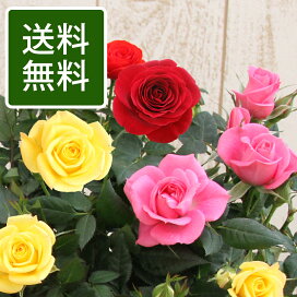 楽天市場 品種で選ぶ ミニバラ専門店 セントラルローズ 楽天市場 品種で選ぶ ミニバラ専門店 セントラルローズ