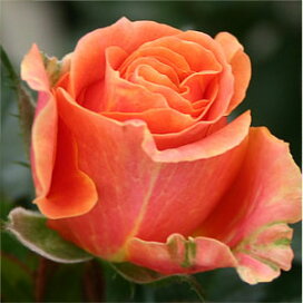 楽天市場 品種で選ぶ 花色 オレンジ色 ミニバラ専門店 セントラルローズ