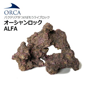 oNeA΂ CubNIORCA OCEAN ROCK ALFAI[VbN At@@1BOX y񂹏iz