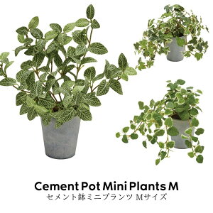 CeA O[ tFCN A G Aؔ ϗt e[uAyZg |bg~jvc MTCYzsE[J[i