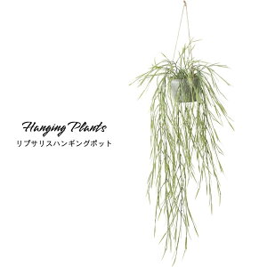 Ǌ| CeA O[ ݂邵  nMO O[ A[eBtBVyvTXnMO|bgzsE[J[i