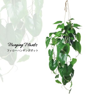 CeAO[ ݂邵ď ϗtA tFCNO[  Ǌ|nMOytB[nMO|bgzsE[J[i