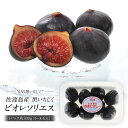 ［予約販売］佐渡島産 黒いちじく ビオレソリエス 約 300g（4玉〜8玉入り）［冷蔵のみ］［賞味期限：お早めにお召し上…