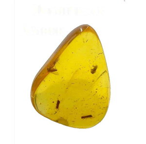 SCIENCE Dominican amber�u���������߁iInsects in Amber�j��7�`12mm �h�~�j�J���a�� ������A���o�[(�����̉���) �Y�n�FDominican Republic�v�I���W�i���W�{�P�[�X���� ������Dominican amber