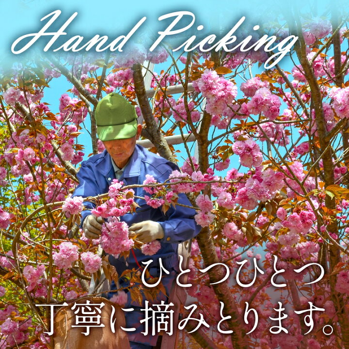 楽天市場 桜花と桜葉の国産さくらパウダー 40g 桜色の華やかな食卓に エディブルフラワー 食用花 桜の花 桜の葉 さくら Sakura お菓子作り 料理 京都 宇治 ヤマサン 京都 宇治 ヤマサン