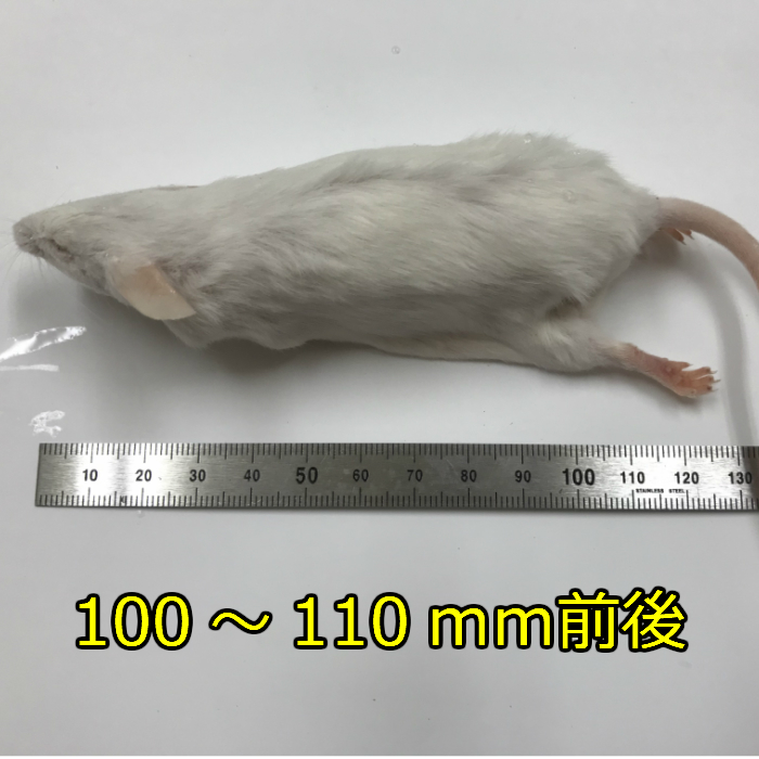 国産冷凍アダルトマウス　LLサイズ 10匹入り 冷凍 マウス 国産 1匹40g前後 | カメレオンハート　楽天市場店