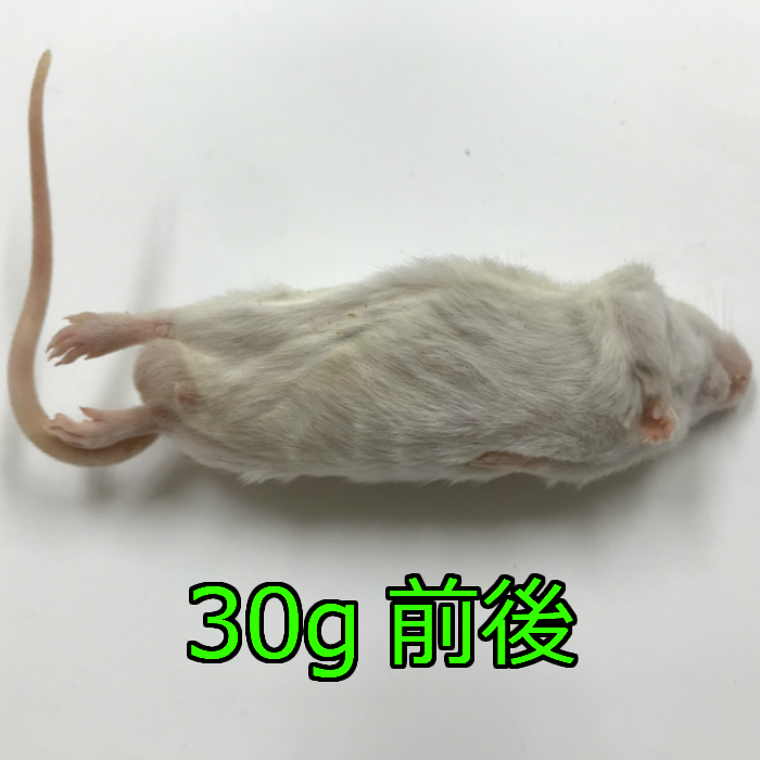 国産冷凍アダルトマウスLサイズ 10匹入り 冷凍 マウス 国産 1匹30g