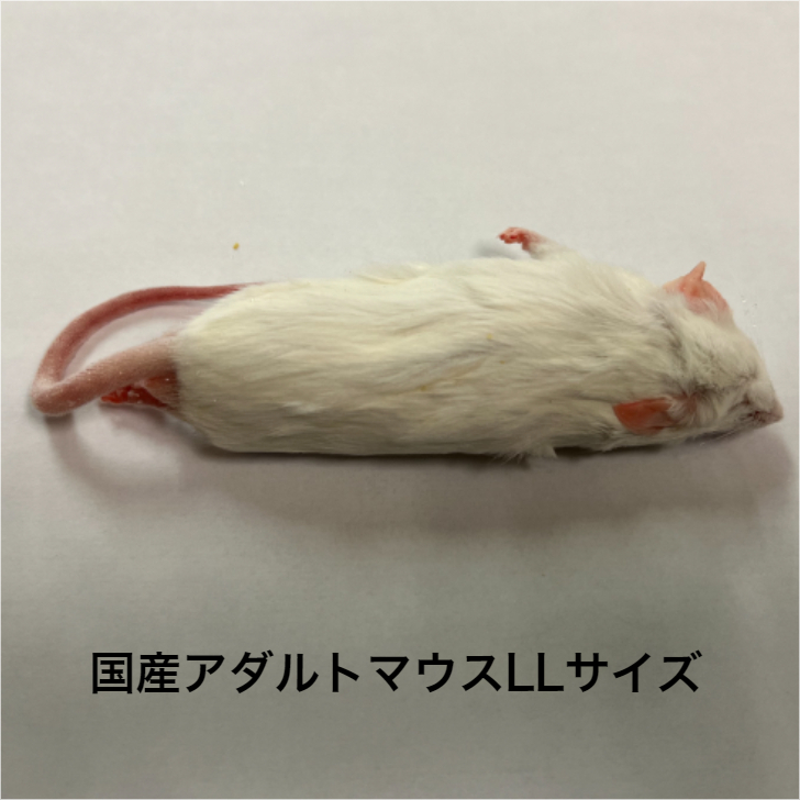 楽天市場】国産冷凍アダルトマウス LLサイズ 10匹入り 冷凍 マウス