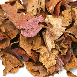 国産アンブレラリーフ ちぎりタイプ 約30g マジックリーフ(アピスト ベタ ビーシュリンプ) 関東当日便