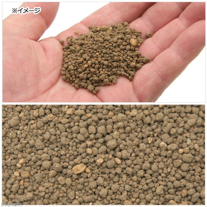 楽天市場 キリギリスにも使える コオロギ スズムシ用 産卵用土 ビッグ ６５０ｇ コオロギ 鈴虫 繁殖 産卵床 関東当日便 Charm 楽天市場店